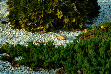 background with pebbles clean and plant beautiful