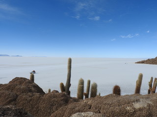 cactus no deserto de sal na bolivia