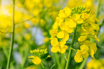 Close up of rape flower in the filed - obrazy, fototapety, plakaty