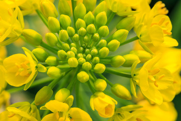 Close up of rape flower in the filed