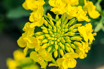 Close up of rape flower in the filed