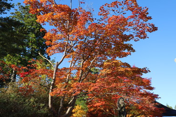 高野山　紅葉