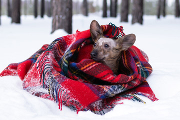 Little dog with big ears wrapped in red checkered plaid on a snow in winter forest.