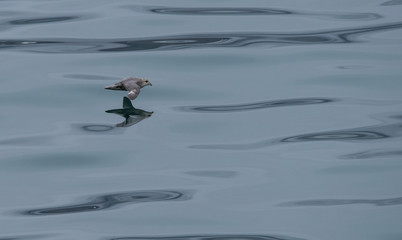 Northern fulmar