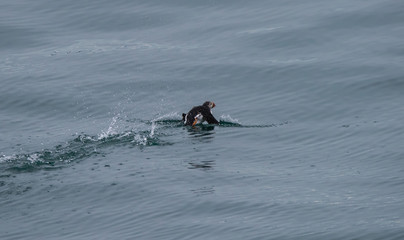 Puffin swimming away