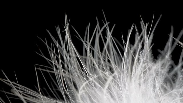 Macro close-up of white bird feather wind on a black background.