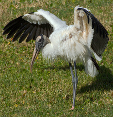 Wood Stork with Open Wings at Lake Seminole Park, Florida