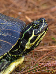 Turtle Head Close-up Portrait at Lake Seminole Park, Florida