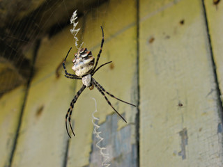 Spider