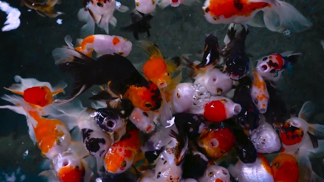 Beautiful group of gold fish swimming in pond, goldfish cute animal decor in house, close up top view 