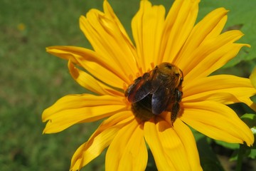 Tropical bumblebee on yellow flower in Florida nature, closeup