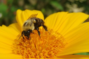 Big tropical bumblebee on yellow flower in Florida nature, closeup