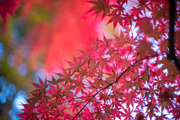 紅深まる紅葉