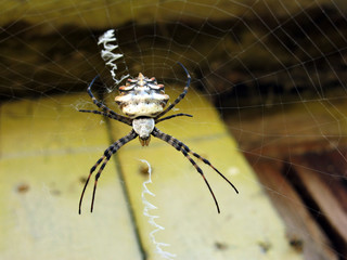 Spider
