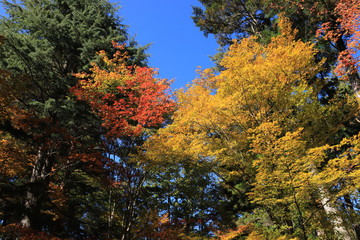 高野山　紅葉