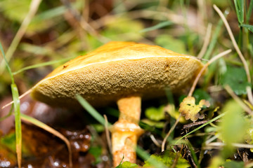 Mushroom close up in wild nature background fifty megapixels prints
