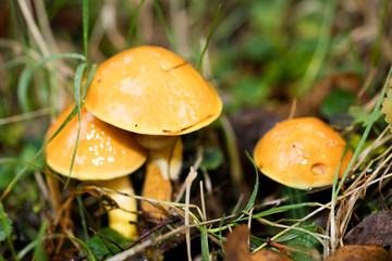 Mushroom close up in wild nature background fifty megapixels prints