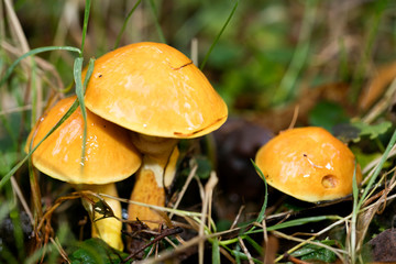 Mushroom close up in wild nature background fifty megapixels prints