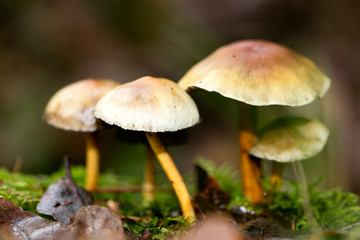 Mushroom close up in wild nature background fifty megapixels prints
