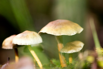 Mushroom close up in wild nature background fifty megapixels prints