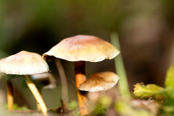 Mushroom close up in wild nature background fifty megapixels prints