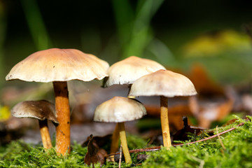 Mushroom close up in wild nature background fifty megapixels prints