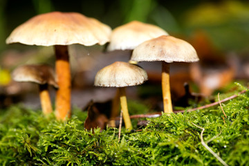 Mushroom close up in wild nature background fifty megapixels prints
