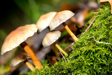 Mushroom close up in wild nature background fifty megapixels prints