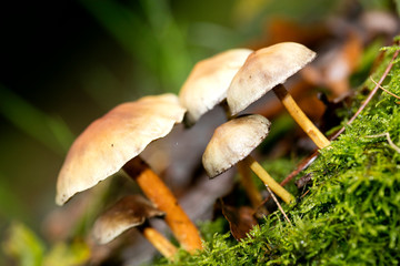 Mushroom close up in wild nature background fifty megapixels prints