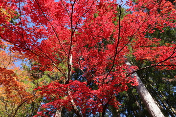 高野山　紅葉