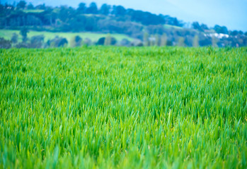 Obraz premium Field of fresh green grass