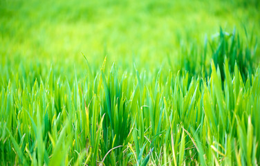 Green grass