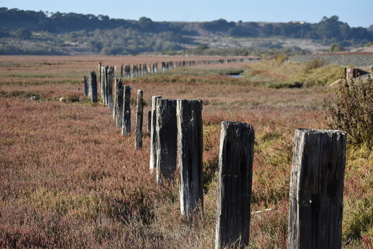 A row of old, weathered fence posts at Elkhorn Slough stretches into the distance.