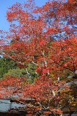 高野山　紅葉