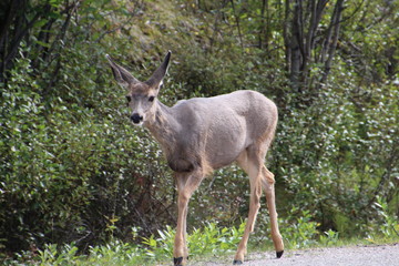 Deer On The Move, Jasper National Park, Alberta