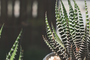 small zebra cactus ornamental plant for decoration in home