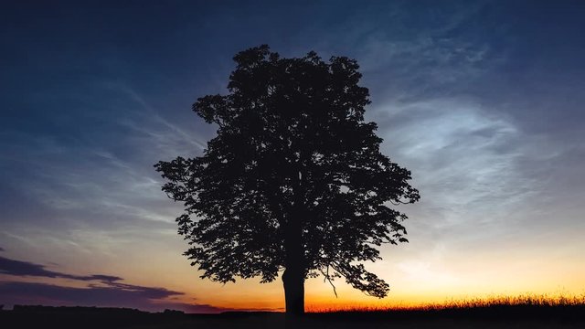 Noctilucent clouds formation above the silhouette of the tree in fields. Time lapse movie.
