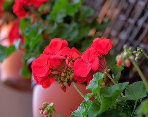 Potted red flowers on the wood lattice. Exterior home decoration. Beautiful flowering plants on the balcony. Red geranium flowers. Old, classic European street. Cozy balcony.