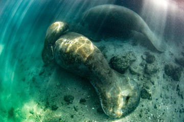 Beautiful baby manatee calves with their mothers enjoying the warm water from the springs in Jurassic Park, Crystal River, Florida.