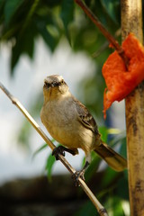 Chalk-browed Mockingbird on a branch
