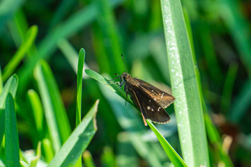 Clouded Skipper (Lerema accius) sitting on a blade of Saint Augustine Grass, Stuart, Martin County,...