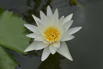 lotus flower at my home