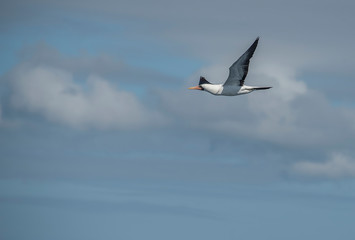 Nazca booby flying in cloudy sky