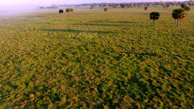 Soaring over cattle on an early morning paramotor flight in the Florida countryside