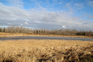 Early November On The Wetlands, Pylypow Wetlands, Edmonton, Alberta