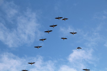 V Formation Of The Geese, Pylypow Wetlands, Edmonton, Alberta