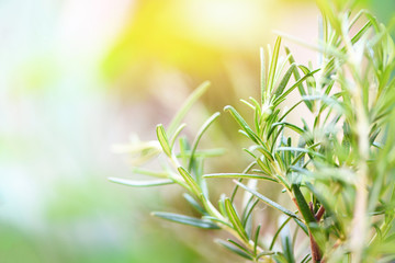 Organic rosemary plant growing in the garden for extracts essential oil / Fresh rosemary herbs nature green background