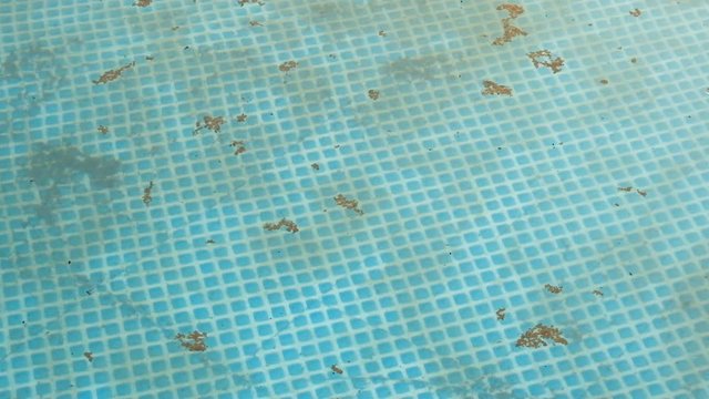 Dirty water in swimming pool. Mote, trash and insects on surface of the blue water.