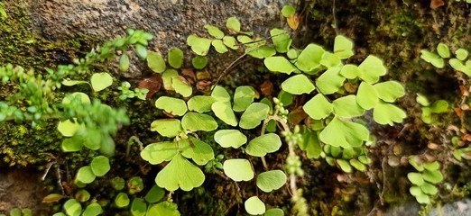 ivy on the wall