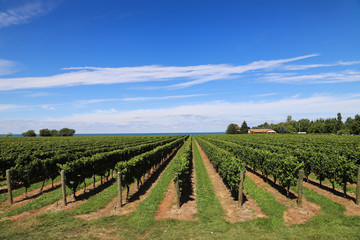 Fototapeta na wymiar Scenic vineyard view: rows of green grape bushes on the blue sky background